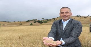 2 Bin Yıllık Ata Tohumu Buğday Verdi