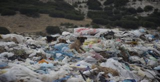 Burdurda Sokak Hayvanları Beslendi