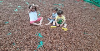 Fındık Üreticileri Harmanda