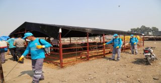 Adanada Kurbanlık Satış Ve Kesim Yerleri Belirlendi