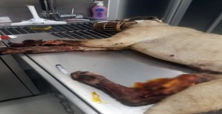 Ağır Yaralanan Köpek Tedaviye Alındı
