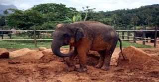 Dünyanın En İlginç Yetimhanesi: Fil Yetimhanesi