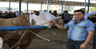 Siverekte Kurbanlıklar Pazara İndi