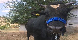 İki Tonluk Boğa, Otomobil Fiyatına Alıcı Bekliyor