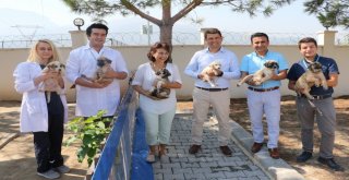 Manisada Hayvan Bakım Merkezi Bayramda Görevde