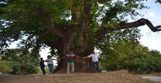 1000 Yıllık Kestane Ağacı Turistlerin İlgisini Çekiyor