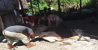 400 Kiloluk Kurbanlık Danayı Böyle Yıktılar