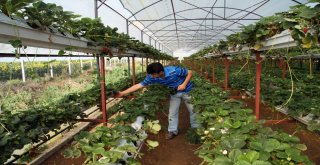 (Özel)Turizm Sektörünü Bıraktı, Memleketinde Toprak Kullanmadan Çilek Yetiştiriyor