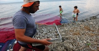 (Özel Haber) Balıkçılar Bu Balığa Av Yasağı Getirilmesini İstiyor
