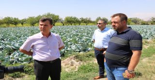 Niğde Beyaz Lahana Üretiminde Türkiye Birincisi