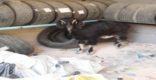 Polis Tarafından Bulunan Kurbanlık Sahibine Teslim Edildi