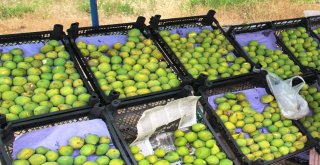 Manisa İnciri Tezgahlardaki Yerini Aldı