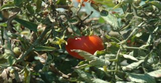 Ankaranın Meşhur Ayaş Domatesinde Üretim Bu Yıl Düştü