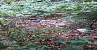 Teröristler Kasaptan Et Çalınca Yakayı Ele Verdi