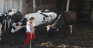Bursada Ayılar 11 İneği Parçalayıp Toprağa Gömdü