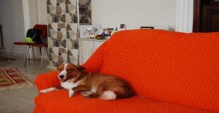 Evinde 11 Köpek Ve 7 Kedi Bakıyor