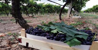 (Özel) Yılın İlk Üzüm Hasadı Sakaryada Başladı