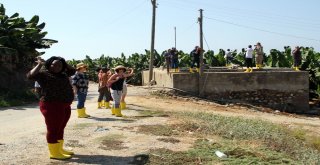 Alanya Muzunun Sırrı Araştırılıyor