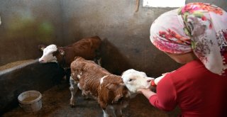 Satın Aldığı Sütle Yavru Danaları Biberonla Besliyor