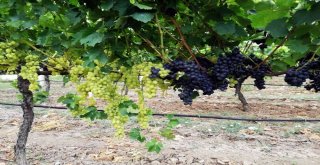 (Özel) Yılın İlk Üzüm Hasadı Sakaryada Başladı