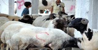 Akçakaledeki Kurbanlık Hayvan Pazarında Hareketlilik
