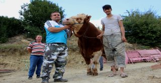 15 Temmuz Doğumlu Dev Boğayı Alana, Yanında 3 Boğa Hediye