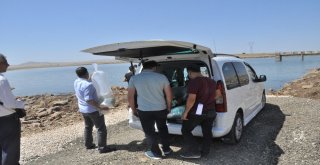 Terörün Yerini Huzura Bırakmasıyla Yaylalar İle Birlikte Nehir Ve Göller De Şenlendi