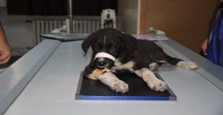 Selçuk Üniversitesinden Avrupa Standartlarında İkinci Hayvan Hastanesi