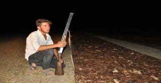 Çiftçinin Tüfekli Üzüm Nöbeti