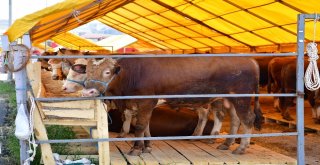 Beylikdüzünde Kurbanlık Satışları Başladı