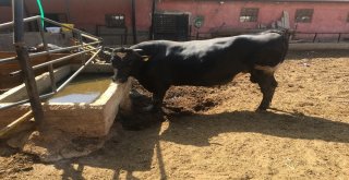 İki Tonluk Boğa, Otomobil Fiyatına Alıcı Bekliyor