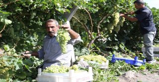 Üzümde Bereket Yılı, Türkiyenin Yarısı Elazığdan Ürün Alıyor