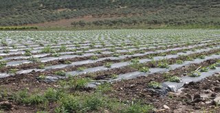 Kavun Üreticisi Hasat İçin Gün Sayıyor
