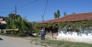 Mahallenin Kanalizasyonu Ağaçları Kuruttu
