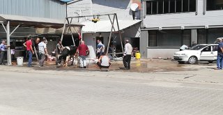 Kurbanlık Tosunun İnadı, Kasabı Çileden Çıkarttı