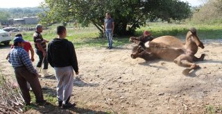 Bakıcısını Öldüren Deve Kasaplara Emanet Edildi