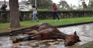 (Özel) Çocuk Parkına Terk Edilen At Çocukların Gözleri Önünde Çırpına Çırpına Can Verdi