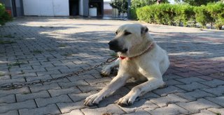 Antalya Tatili Ödüllü Alemdar Bulundu