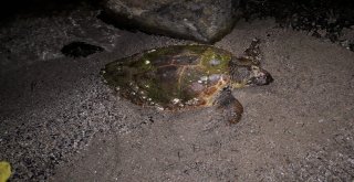 Bodrumda 1İ Ölü 1İ Yaralı 2 Caretta Caretta Bulundu