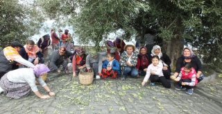 Gömeçte Zeytin Hasat Şenliği Coşkusu