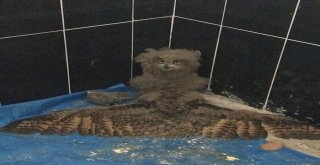 Karsta Yavru Puhuların Tedavisi Sürüyor