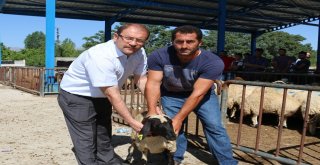 Erzincanda Genç Çiftçiler Koyunlarına Kavuştu