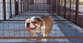 Eskişehirde Köpek Oteli Ve Çiftliği