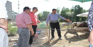 Malazgirtte Kurban Pazarı Açıldı