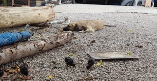 Anneleri Ölen 6 Civcive Evin Köpeği Aslan Annelik Yapıyor
