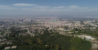 (Özel Haber) Uludağda Aç Kalan Sakat Ayı Ve Yavruları Şehre İndi