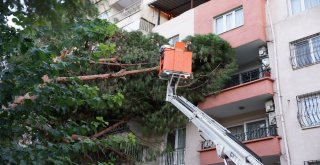 Aydında Fırtına Hayatı Olumsuz Etkiledi