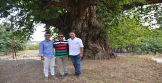 1000 Yıllık Kestane Ağacı Turistlerin İlgisini Çekiyor