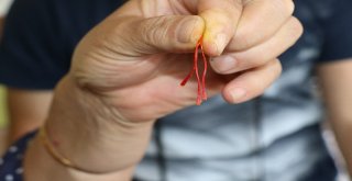 Kilosu 30 Bin Tl Olan Safranda Hasat Başladı