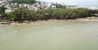 Fındık Değil Ağaç Topluluğu Adası